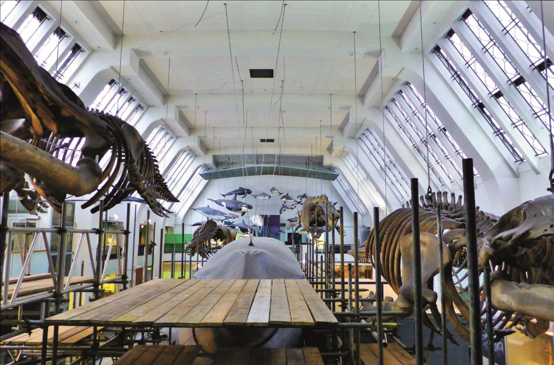 The whale hall at the Natural History Museum.jpg