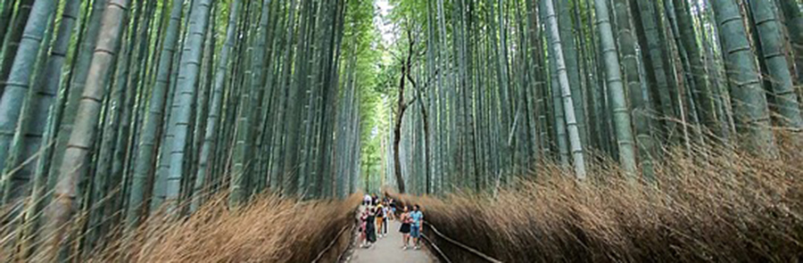 Kyoto forest 900.jpg