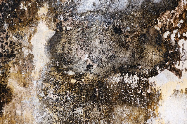Mould growth in building.jpg