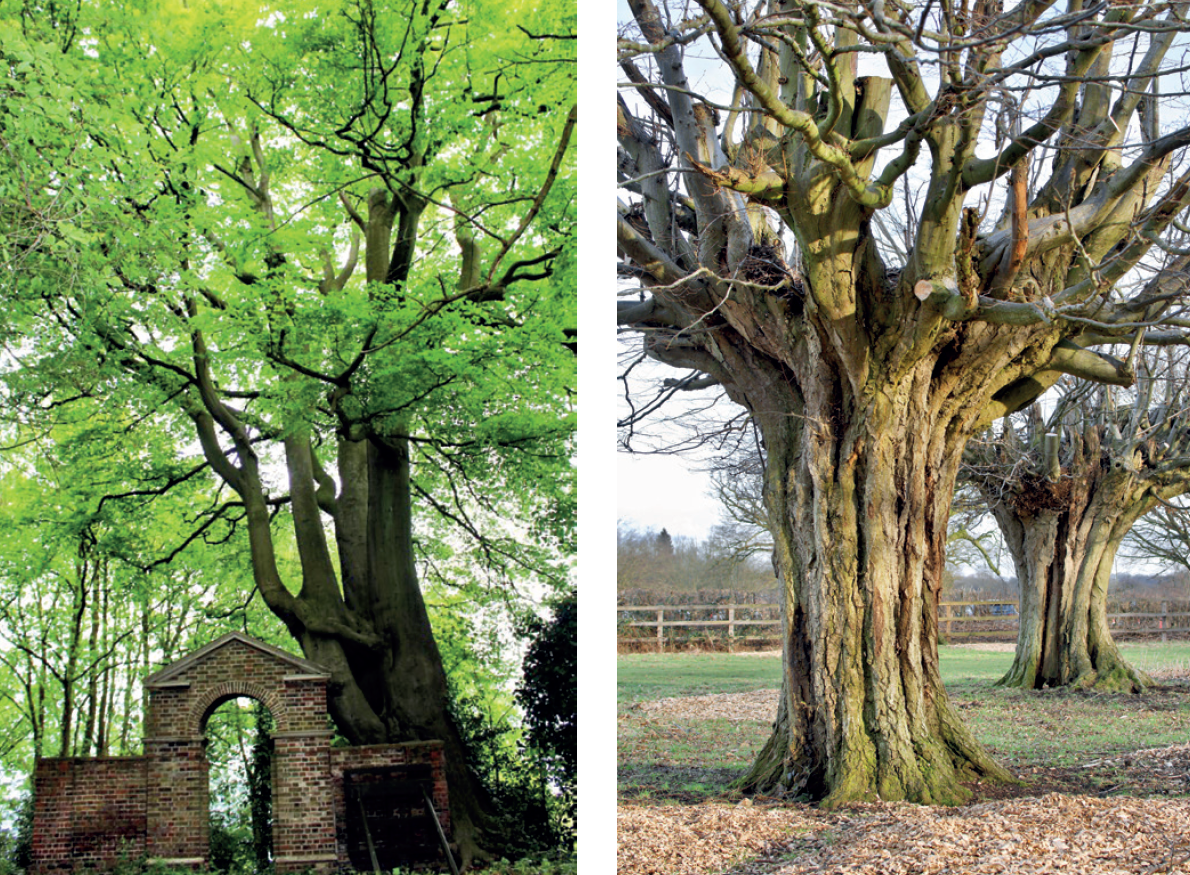 Heritage trees.png