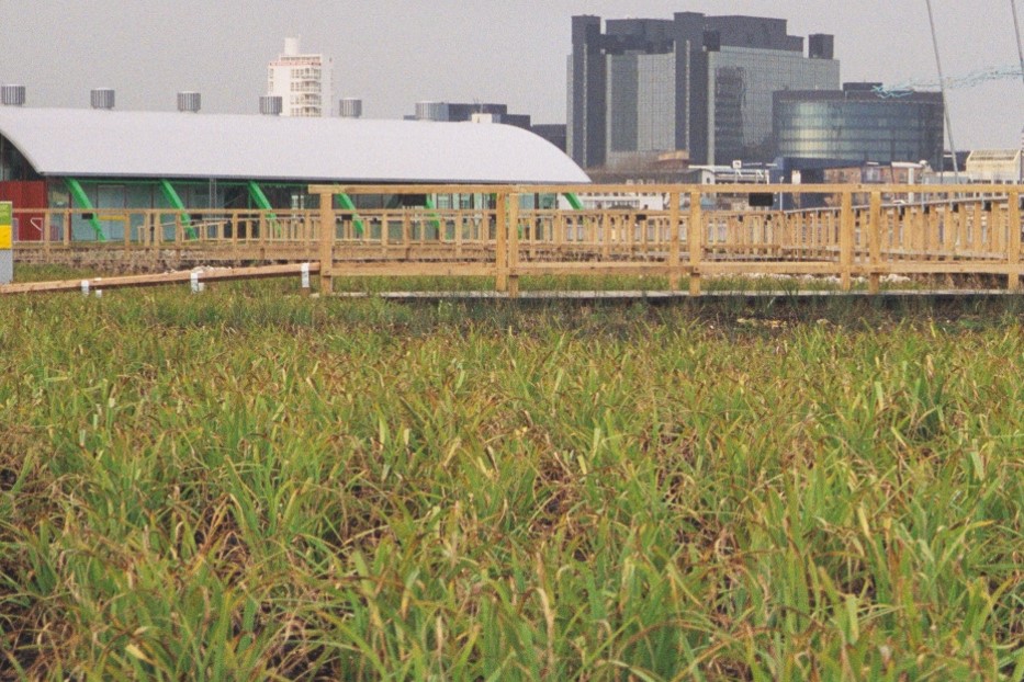 Millennium Dome reed beds and Greenwich Pavilion.jpg