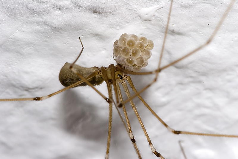 File:Pholcus phalangioides female with eggs.jpg