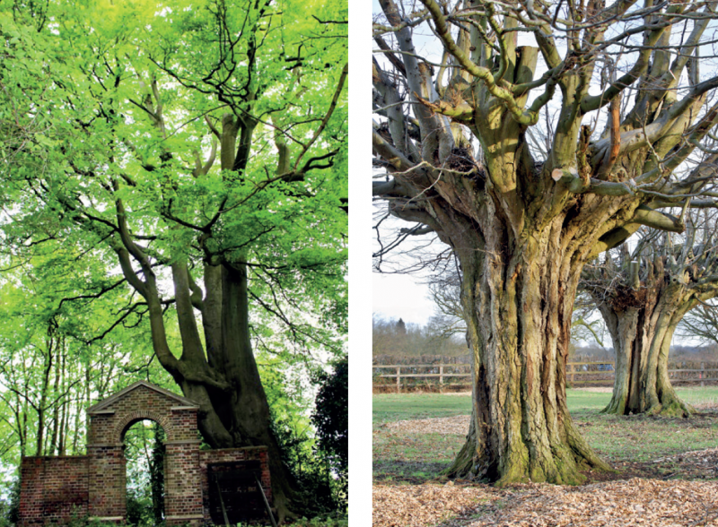 File:Heritage trees.png