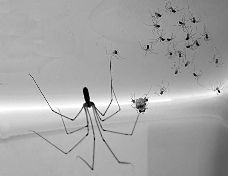 File:Pholcus phalangioides with Juveniles.jpg