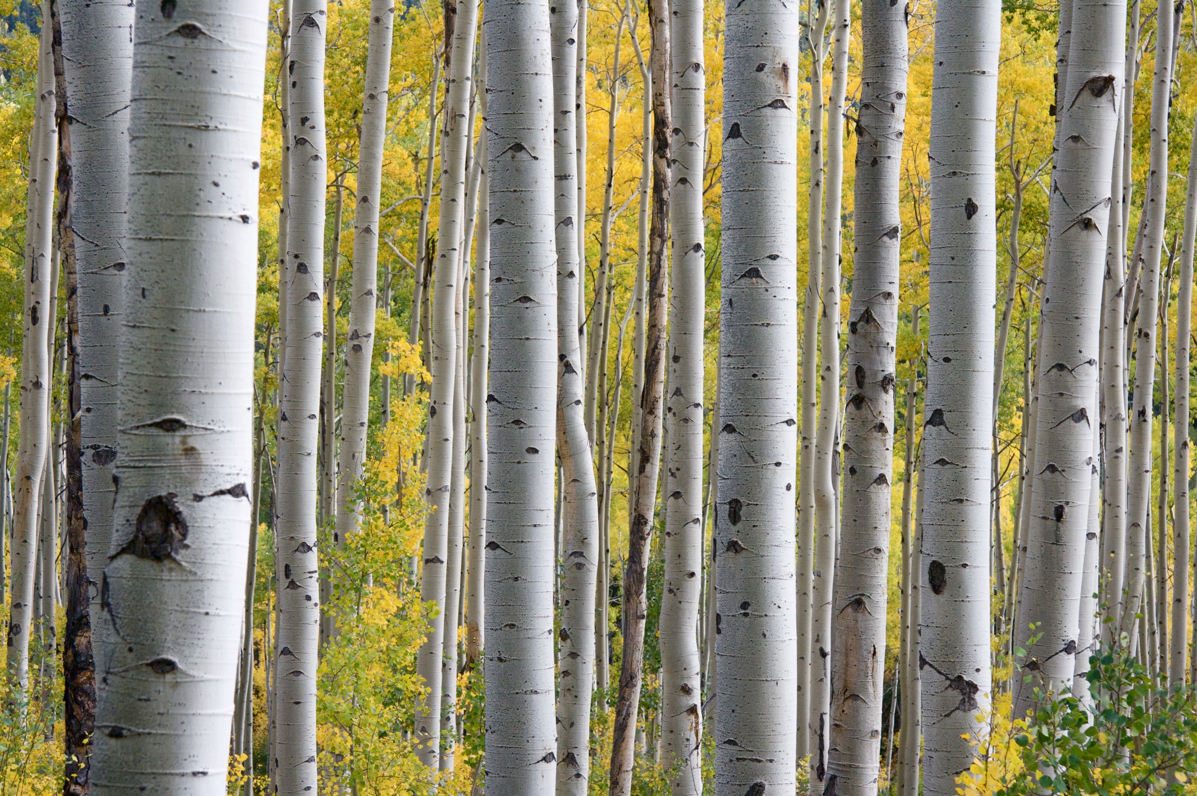 Silver birch in a wooded area.jpg