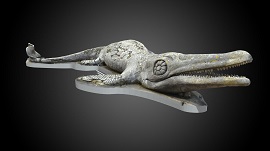 Ichthyosaurus platyodon.jpeg