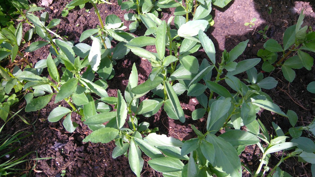 Allotment.jpg