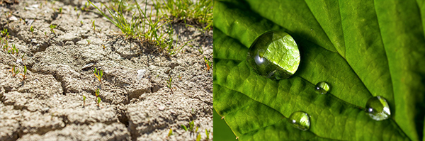 Dewdrops leaf and dry ground.jpg