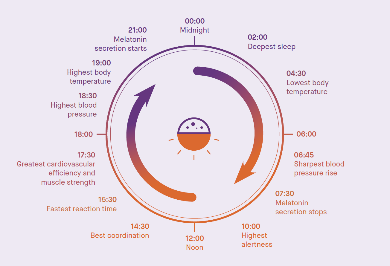 Circadian rythms.png