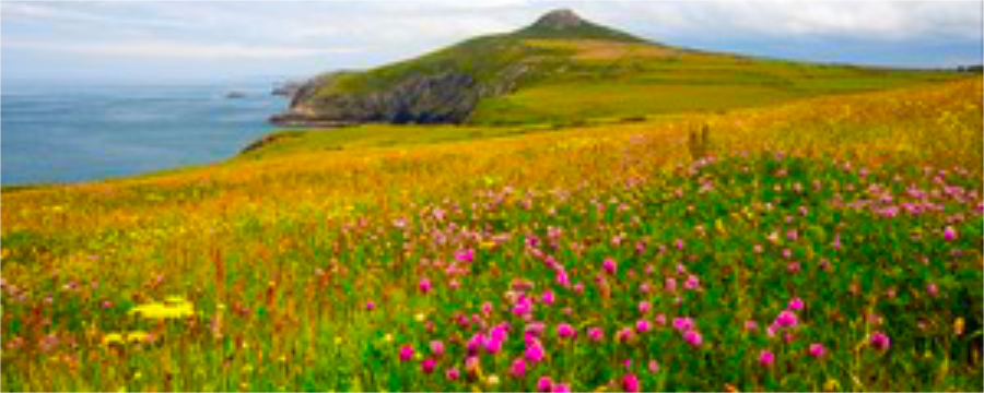 Gov A wildlflower meadow on the Penbrokeshire coast looking towards Penberry 900.jpg
