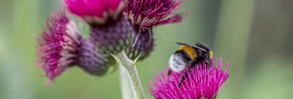 Bumblebee on a purple flower 1000.jpg