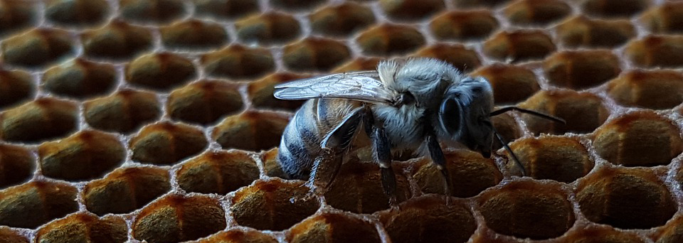 Honeybee.jpg