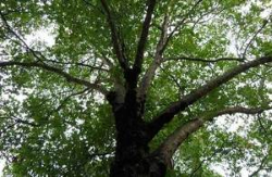 File:UK Gov public parks.png