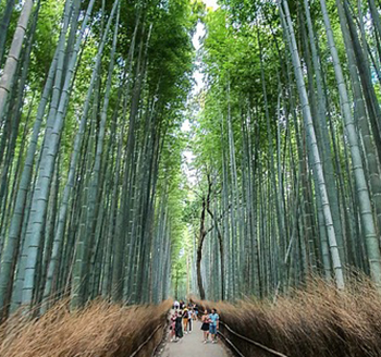 Kyoto forest 350.jpg