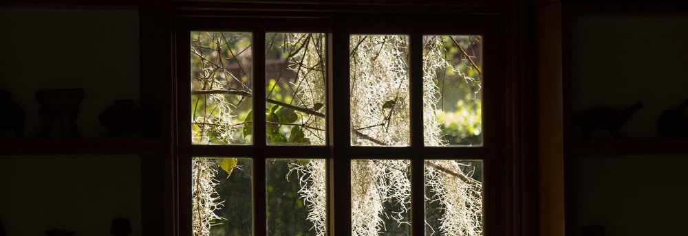 Tree shade window 1000.jpg