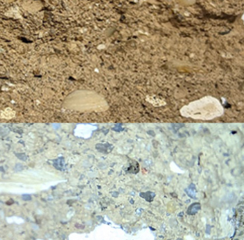 Lime-inclusion-with-shell Cornish Lime 350.jpg