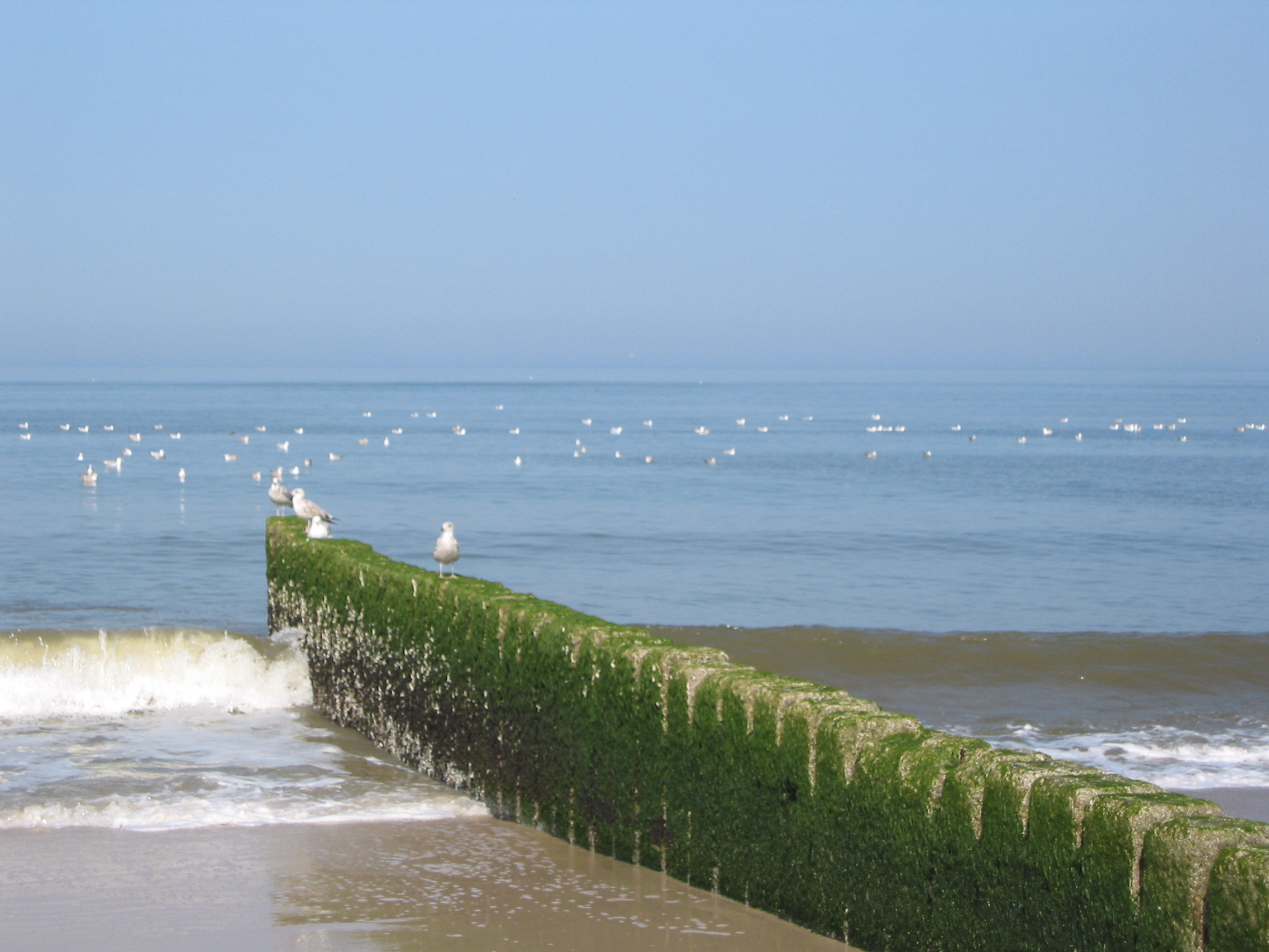 Groyne.jpg