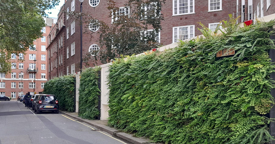 Living Wall Biotecture Cundy Street London 800.jpg