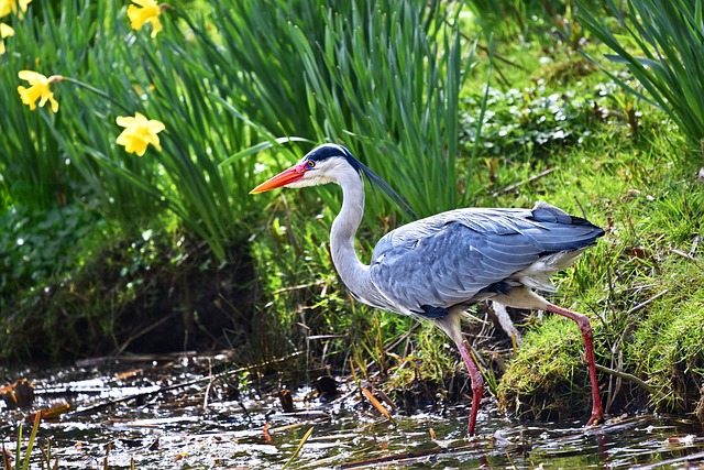 Grey-heron-3300948 640.jpg