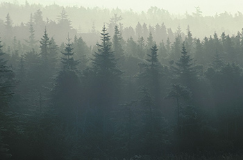 Forest 350.jpg