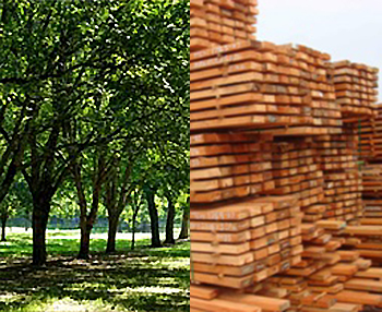 Timber and trees 350.jpg