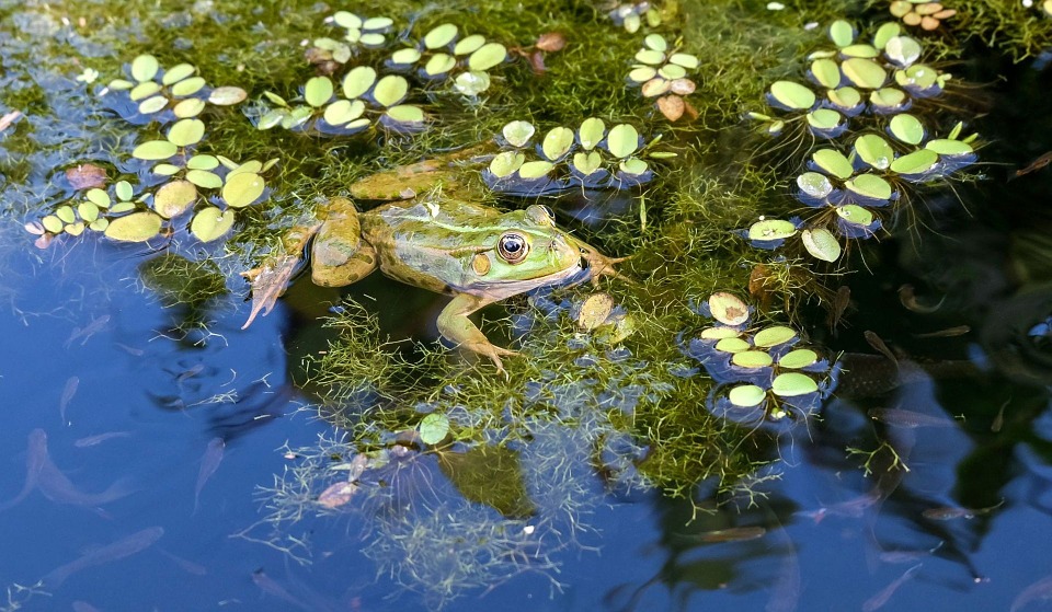 FrogPond.jpg