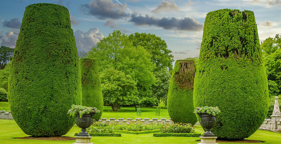 Boxwood hedges.jpg