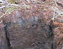 Peat270.jpg