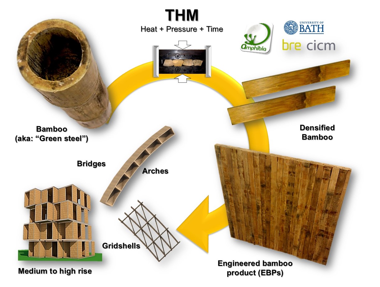 G-XLam bamboo-Guadua panels for stiffness driven applications.jpg