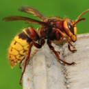 Pestcontrol4987