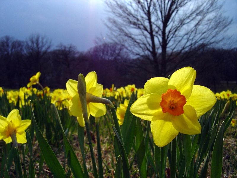 File:Daff.jpg