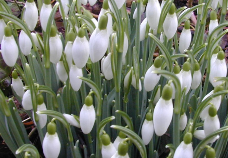 File:Snowdrop.jpg