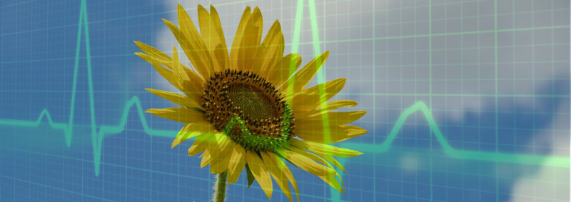 File:Sunflower graph-6515860 1000.jpg
