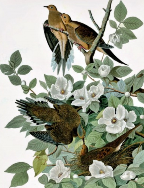File:Mourning doves from The Birds of America.jpg