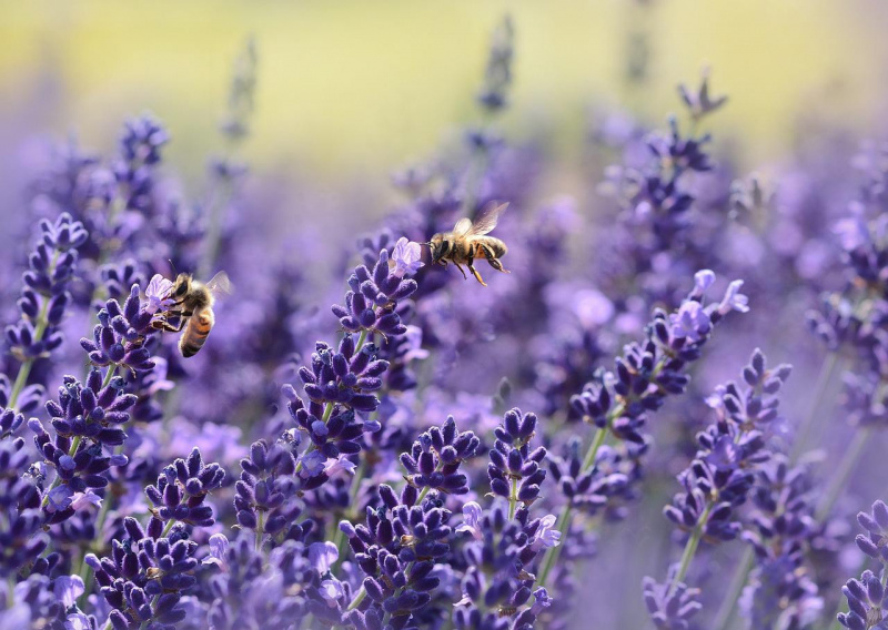 File:Bees-gbb54bf383 1280.jpg