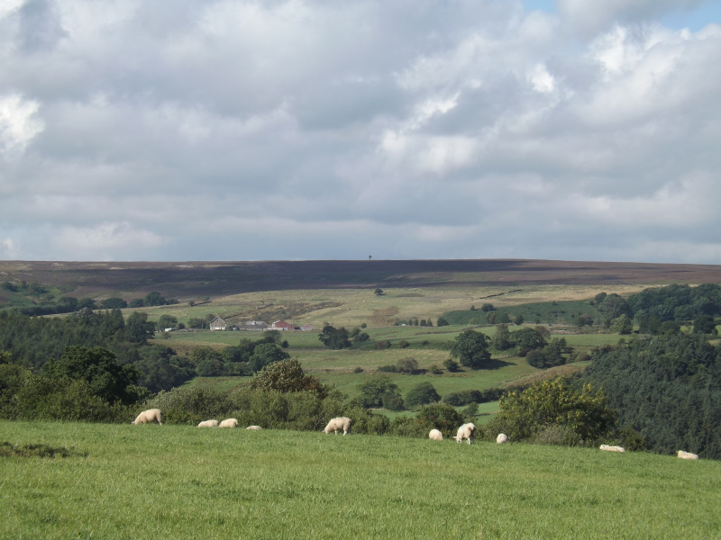 File:Gaothland sheep 1.jpg