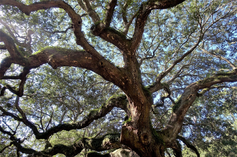 File:Live-oak-gf6c2c149c 1280.jpg