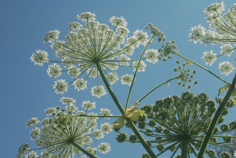 File:Hogweed.jpg