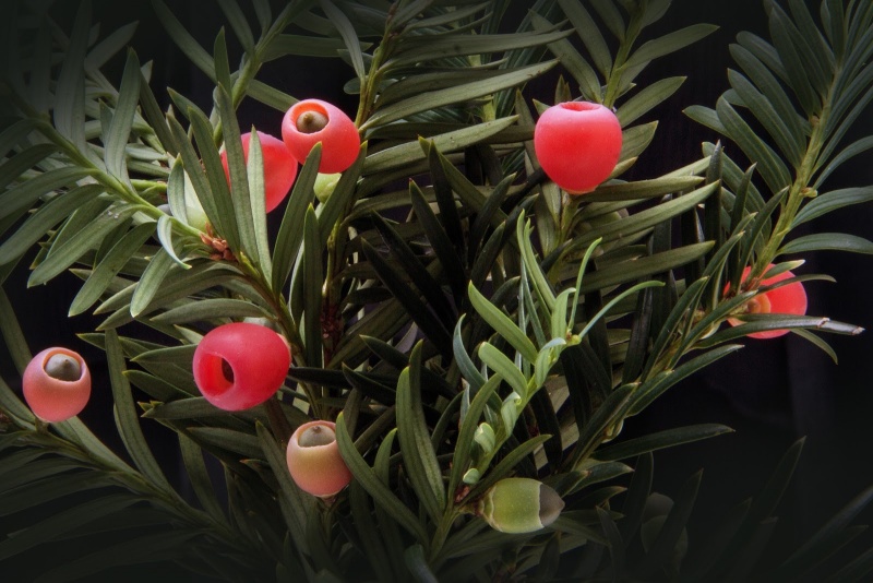 File:Yew.jpg