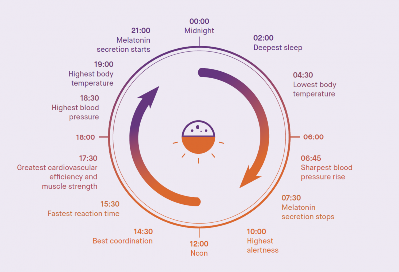 File:Circadian rythms.png