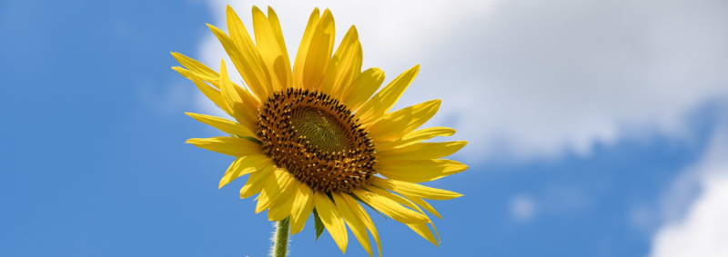 File:Sunflower-6515860 1000.jpg