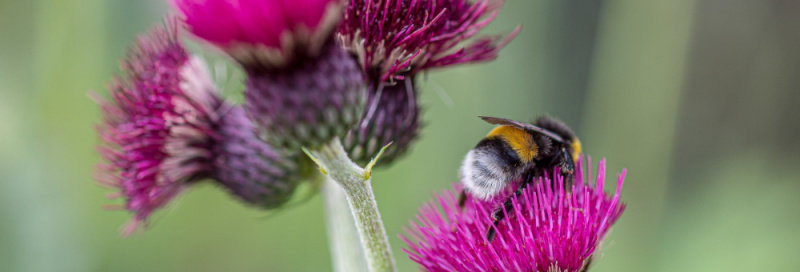 File:Bumblebee on a purple flower 1000.jpg