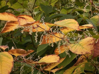 Japanese knotweed 2.jpg