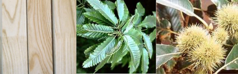 File:Sweet Chestnut.jpg