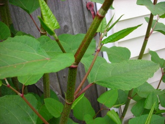 Japanese knotweed 800px-Knotweed.jpg