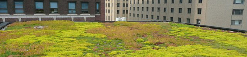 File:Green Roof 1000.jpg