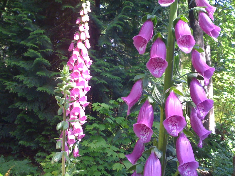 File:Foxglove.jpg