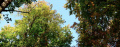 Thumbnail for version as of 17:22, 2 July 2024