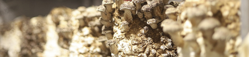 File:Mycelium 900.jpg