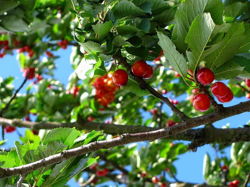 File:Cherry Wood.jpg